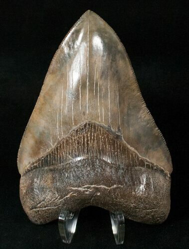 Stunning Principal Megalodon Tooth - Georgia #15714